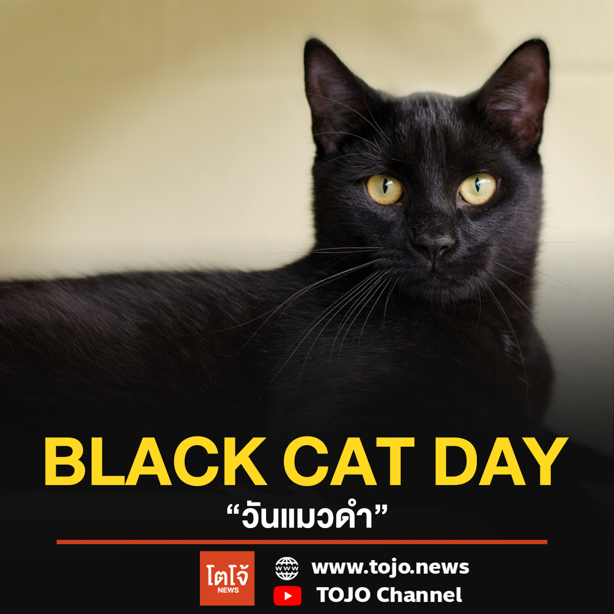 Black Cat Day หรือวันแมวดำ TOJO News